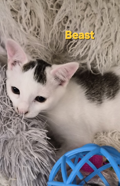 Beast