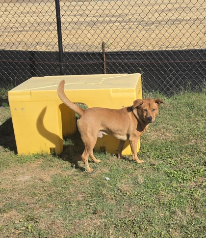 Scooby(HW+) 2