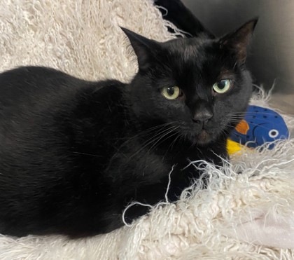 Jenkins @ PetSmart 2