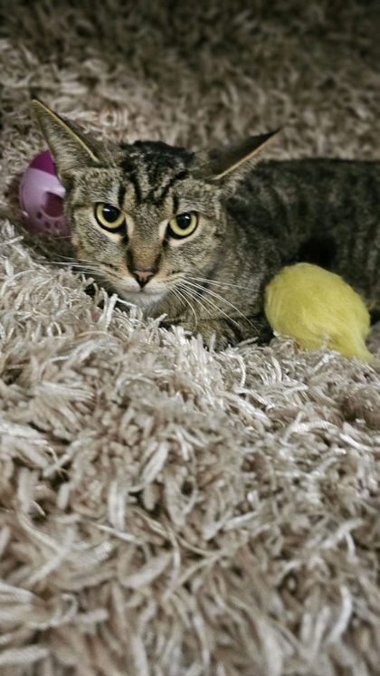 Val @ PetSmart 3