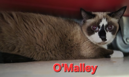 O'Malley