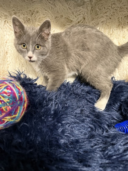 Cranberry @ PetSmart 3