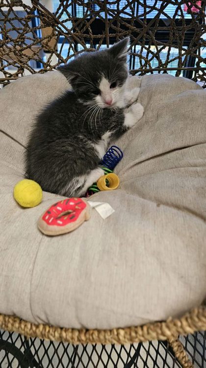 Swig @ PetSmart 2