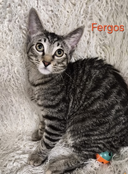 Fergos @ PetSmart