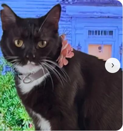 Cocoa