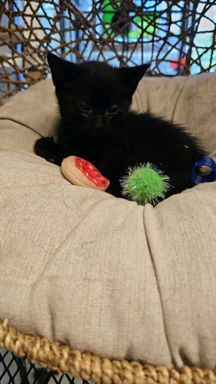 yeti @ petsmart
