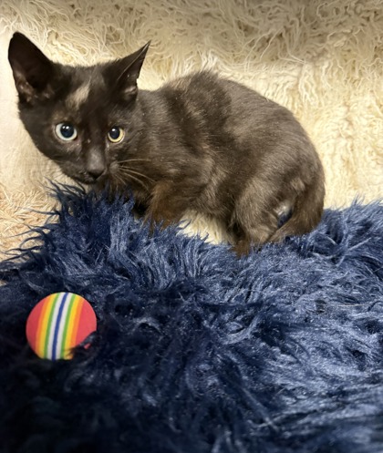 Butternut @ PetSmart