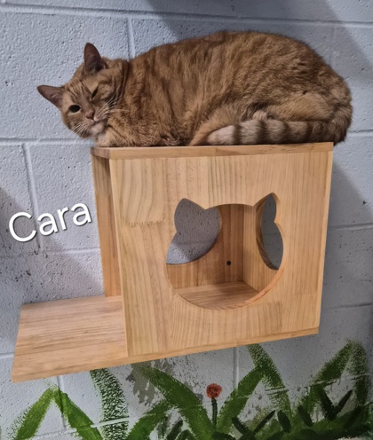 Cara