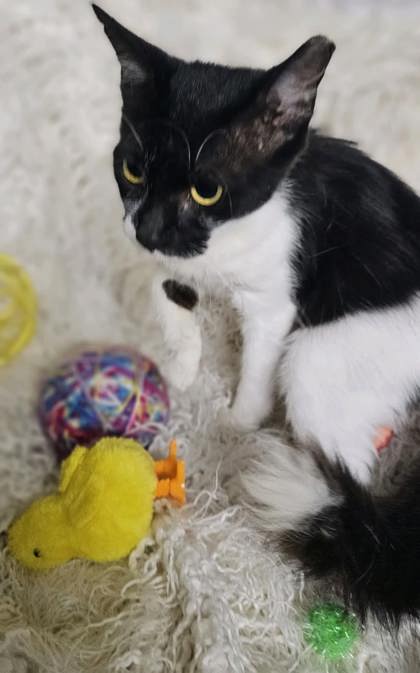 Bella @ PetSmart 2