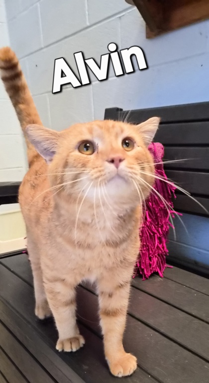Alvin(FIV+, HW+)