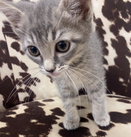 Kit Kat @ PetSmart 3