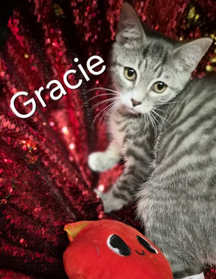 Gracie