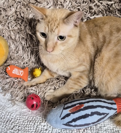 Jackson @ PetSmart 2