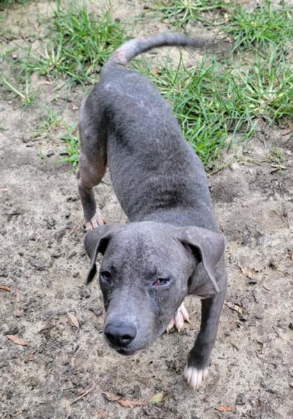 Blue (Demodex+) 3