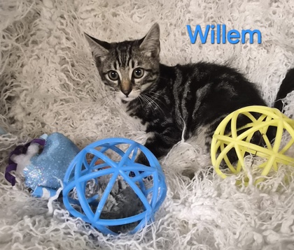 Willem