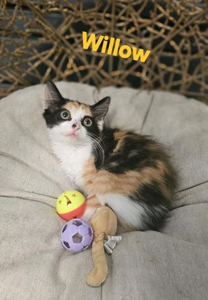 Willow