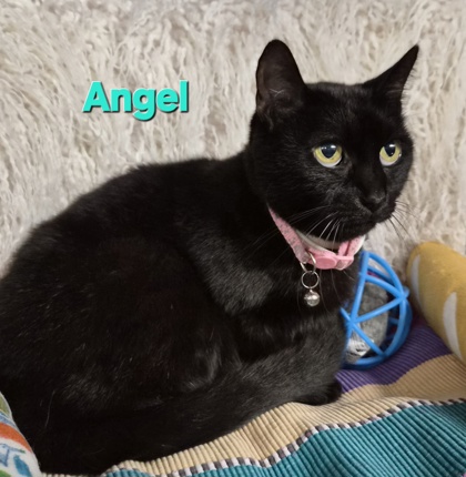 Angel