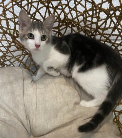 Astrid @ PetSmart 2