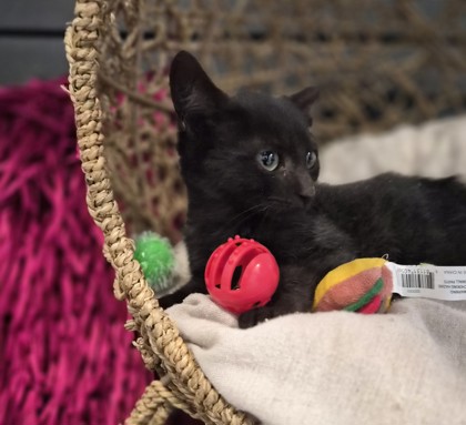 Blackie @ PetSmart 3