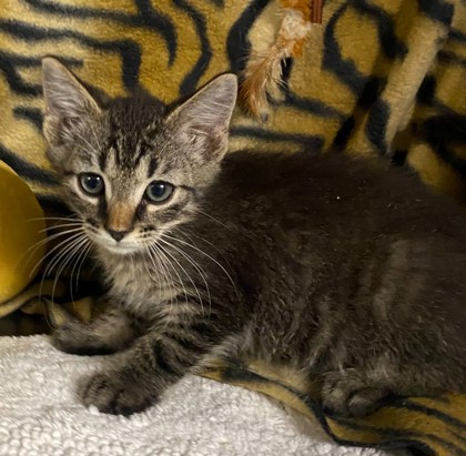 Vash @ PetSmart