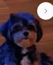 Buster 2
