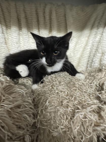 Mango @ PetSmart 3