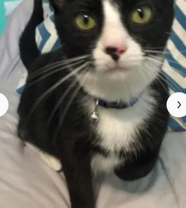Mr, Kitty 2