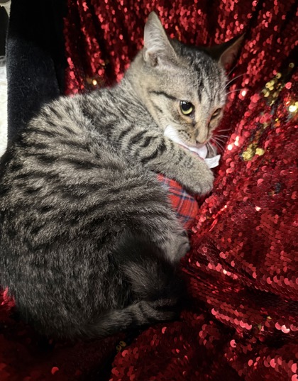 Biscuit ( Barn Cat ) 2