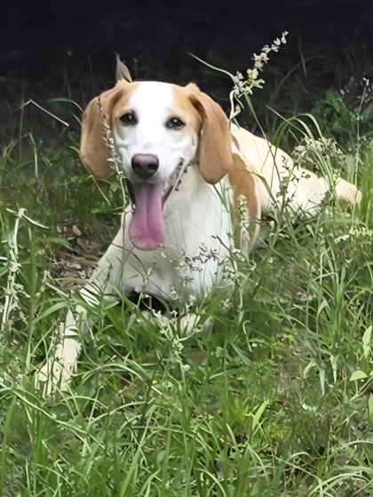 Daisy