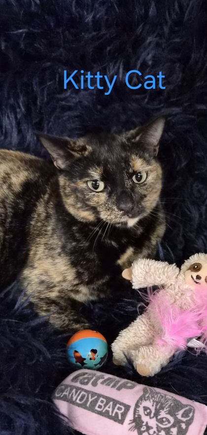 Kitty Kat