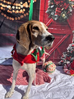 Sankey (AKA Vampire)(HW+)