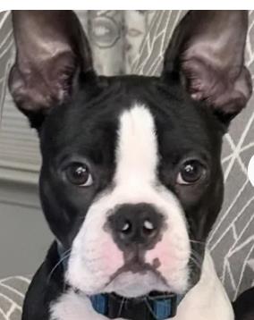 Pepper