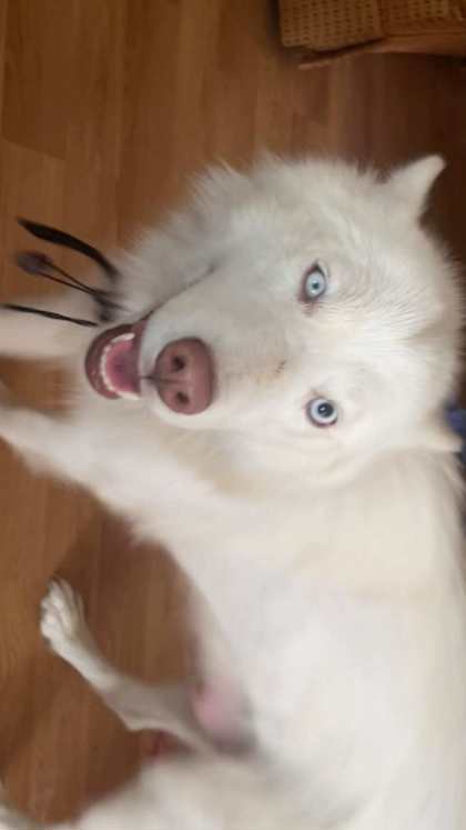 Tundra