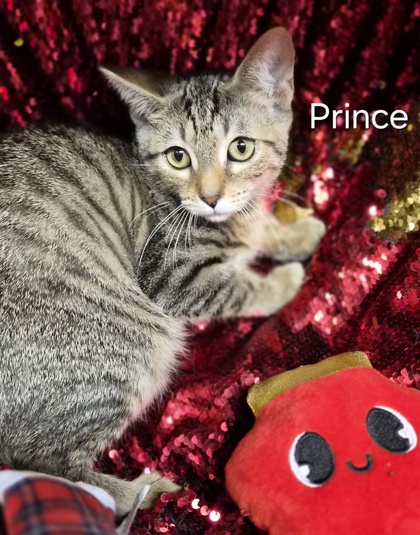 Prince