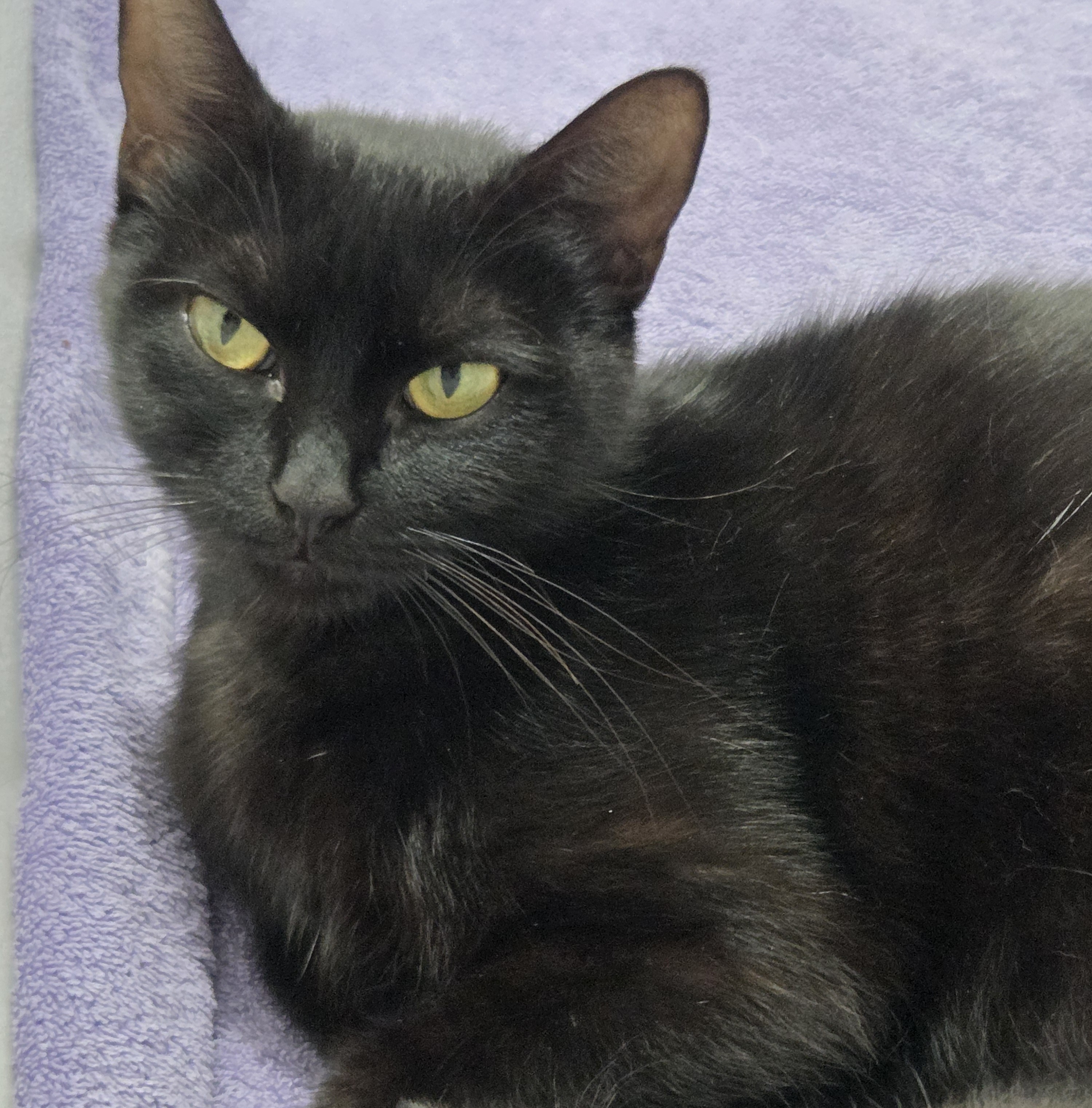 Momma (still fostering)