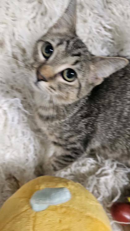 Leah @ PetSmart 2
