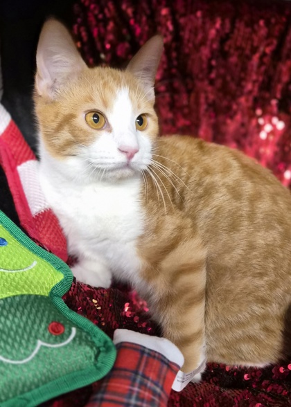 Razzmatazz @ PetSmart 3