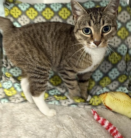 Ziva @ PetSmart 2