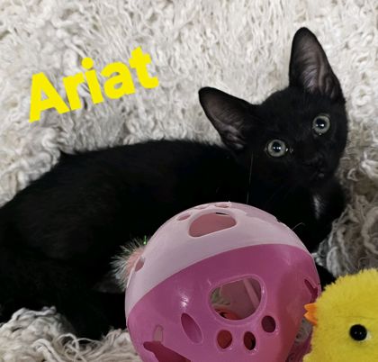Ariat