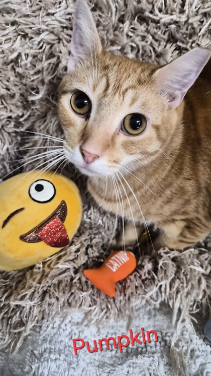 Pumpkin @ PetSmart