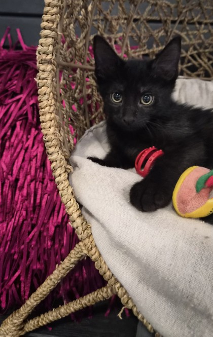 Rover @ PetSmart 3