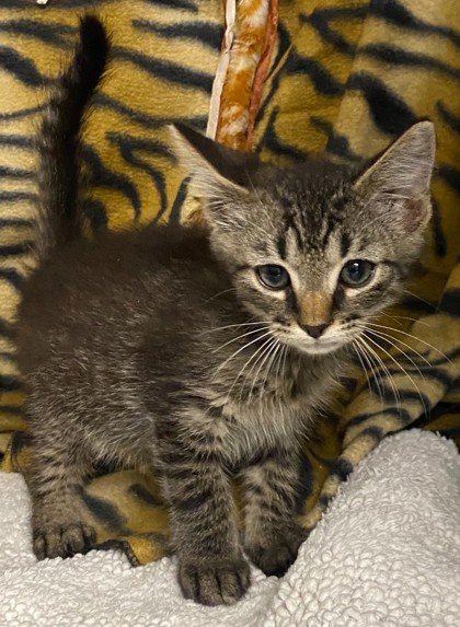 Vash @ PetSmart 3