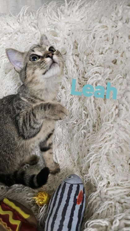 Leah @ PetSmart