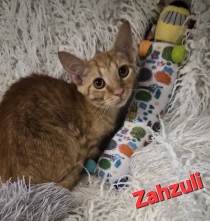 Zahzuli