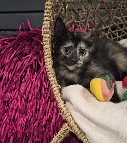 Mercedes @ PetSmart 2