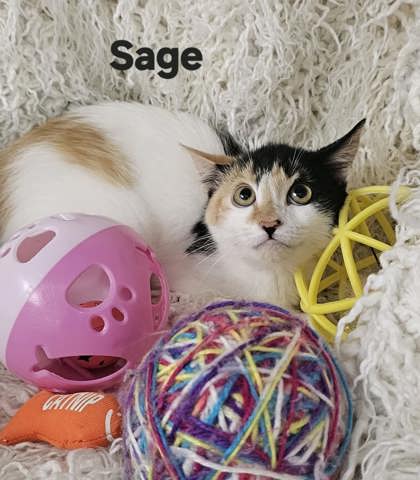 Sage