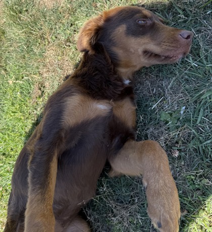 Lucille 3