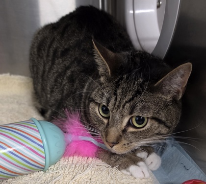 Rhett @ PetSmart-Conway