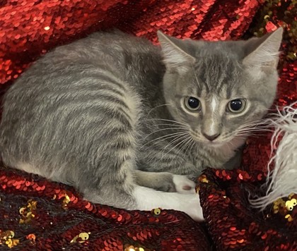 Gray @PetSmart Conway