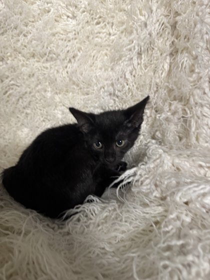 Bruce @ PetSmart 3